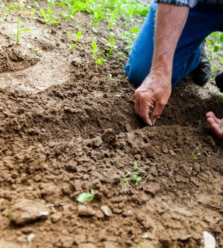 Close-up of a person planting seeds in soil, emphasizing gardening and cultivation.